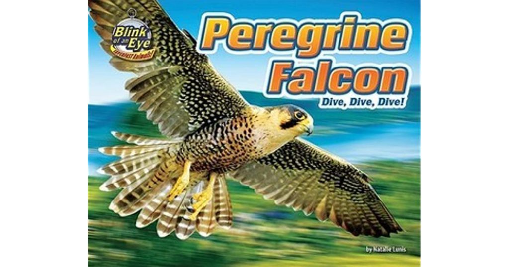 Peregrine falcon