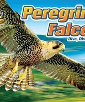 Peregrine falcon