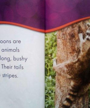 Alternative view of Backyard wildlife: raccoons