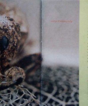 Alternative view of Incredible insects