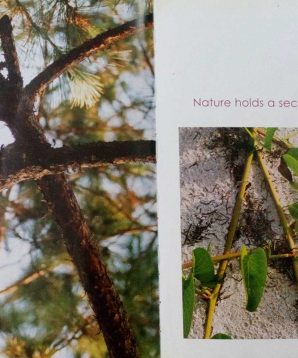 Alternative view of Discovering nature's alphabet