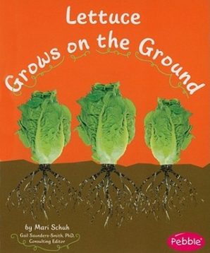 Lettuce grows on the ground