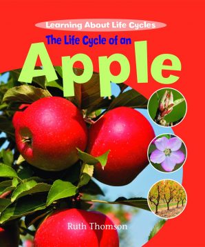The life cycle of an apple