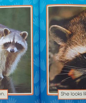 Alternative view of Animals in my backyard: raccoons