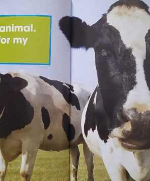 Alternative view of Animals on the farm: cows