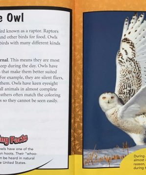 Alternative view of Backyard animals: owls