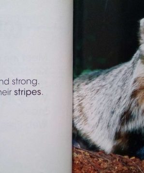 Alternative view of Animals underground: badgers