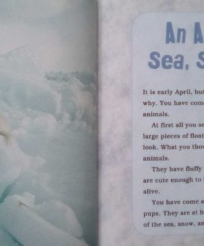 Alternative view of Harp seals