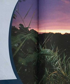 Alternative view of Nocturnal animals: hedgehogs