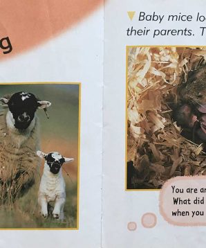 Alternative view of How animals grow