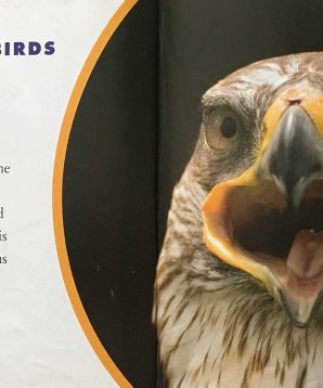 Alternative view of How do we live together: hawks