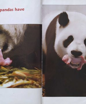 Alternative view of How many baby pandas?