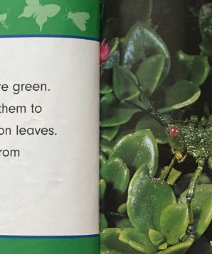 Alternative view of Incredible grasshoppers