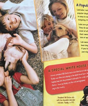 Alternative view of Lizards in the sky: animals where you least expect them