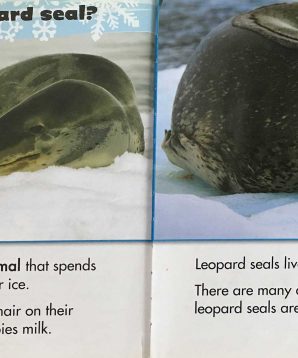 Alternative view of Leopard seal