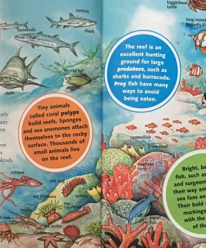 Alternative view of Life in a coral reef