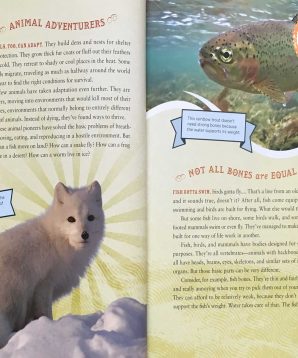 Alternative view of Labrador retrievers are the best