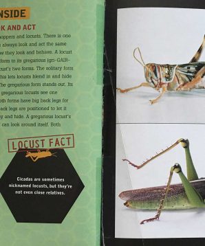 Alternative view of Locusts