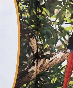 Alternative view of Macaws