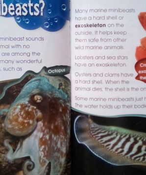 Alternative view of Marine minibeasts