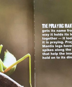 Alternative view of Mini beasts closeup