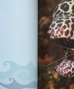 Alternative view of Moray eels and cleaner shrimp work together
