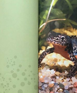 Alternative view of Newts