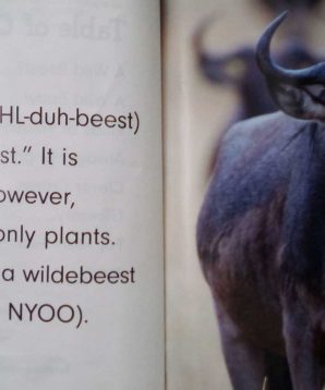 Alternative view of Animals that live in the grasslands: wildebeests