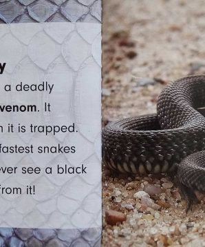 Alternative view of Killer snakes: black mamba