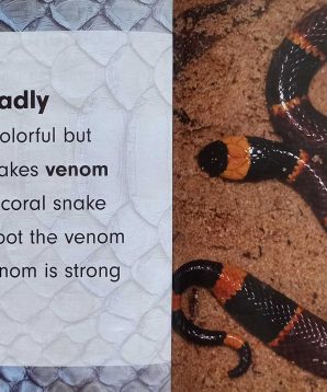 Alternative view of Killer snakes: coral snake