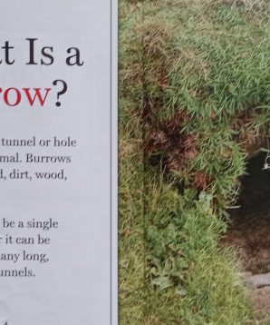 Alternative view of Home sweet burrow