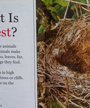 Alternative view of Home sweet nest