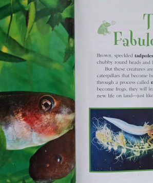 Alternative view of How do tadpoles become frogs?