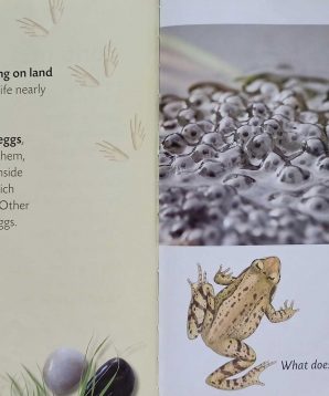 Alternative view of How does it grow: frog