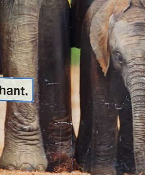 Alternative view of I am an elephant