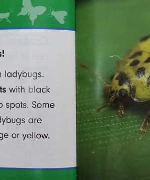 Alternative view of Incredible ladybugs