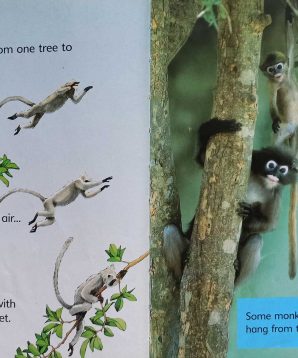 Alternative view of Monkeys